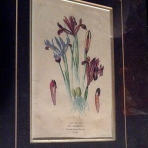 Botanical Print - Netted Iris